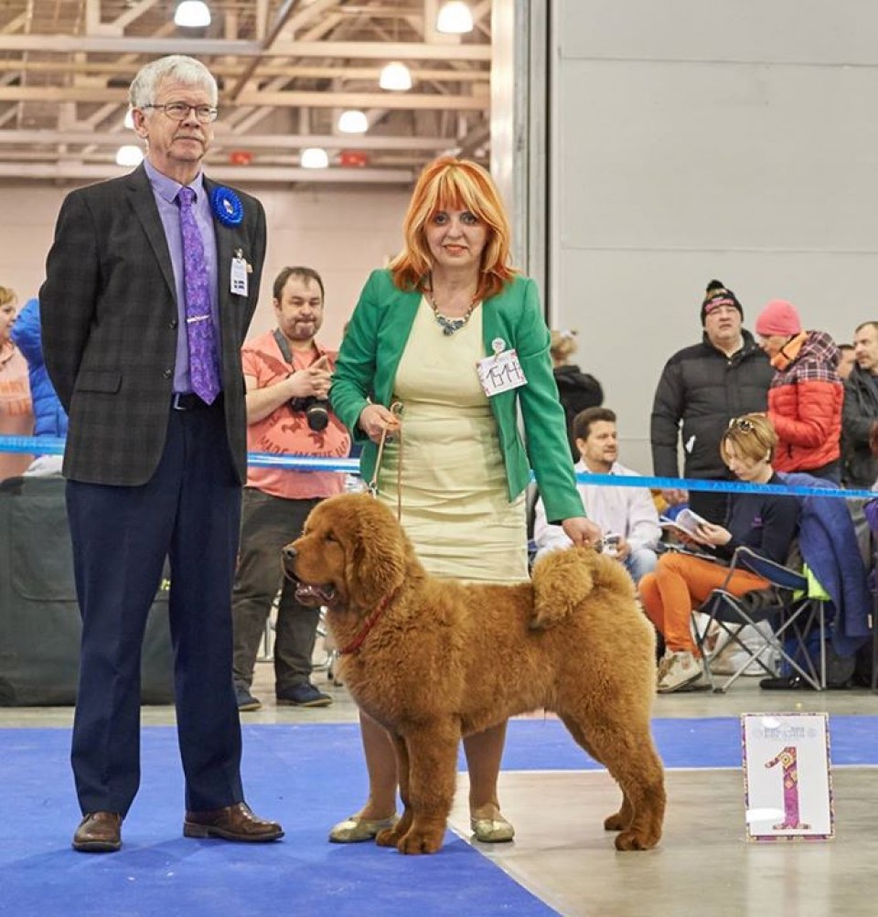 Dog shows