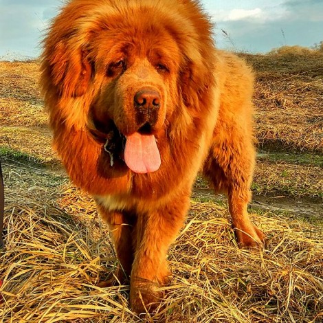  Legacy of Tibet Dorim (Lala)