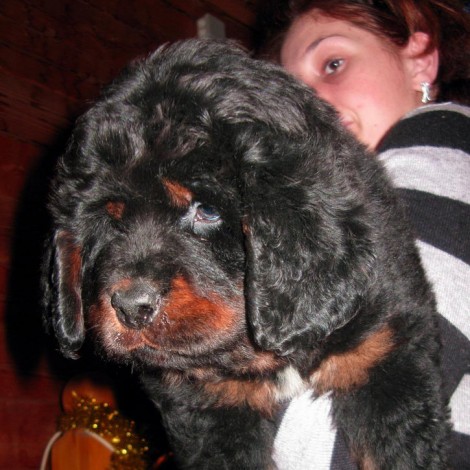 Puppies from Anil + Mai! Vagner