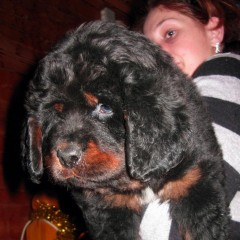 Puppies from Anil + Mai! Vagner