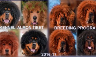 You can make a reservation for one of our puppies (2016-2017)