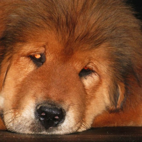 Male red from Varvara 