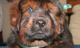 Мы опубликовали новые фото щенков от Азиль и Бао!