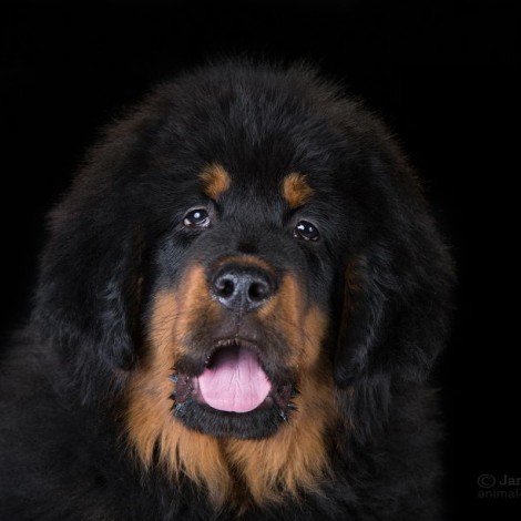 Puppies from Anil + Mai! Walter