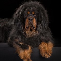 Maja Chayi of Long Cheng  kennel (Maya)