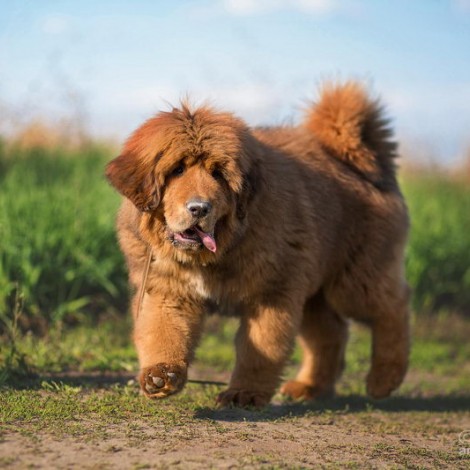 Vera and Bao puppies 