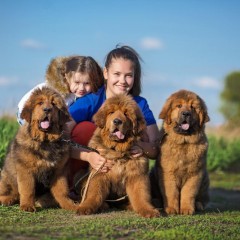 Lialia and Caesar puppies 