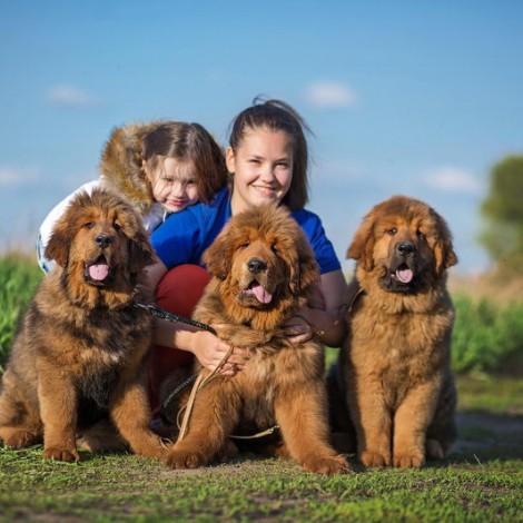 Lialia and Caesar puppies 