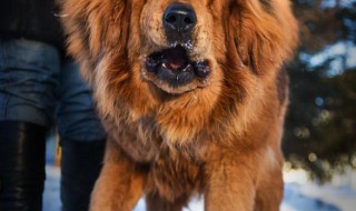 Тибетский мастиф — уникальная порода собак.