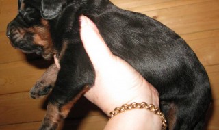 18.11.2016 Puppies from Anil and Malina were born. They are available for reservation.