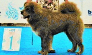 Gladiator gets «Best puppy» prize