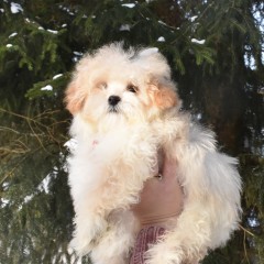 Мальтипу мальчик 1