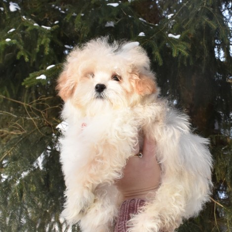 Мальтипу мальчик 1