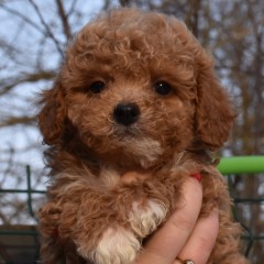 мальтипу мальчик, Спрингл