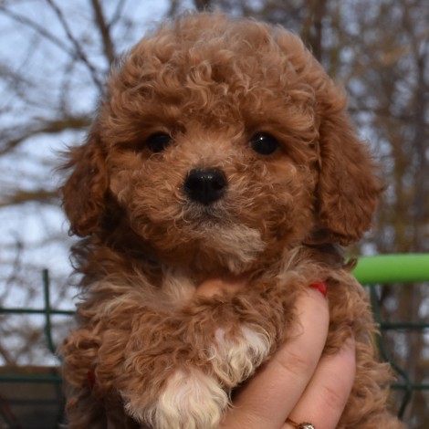 мальтипу мальчик, Спрингл