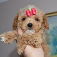 мальтипу мальчик, Скай