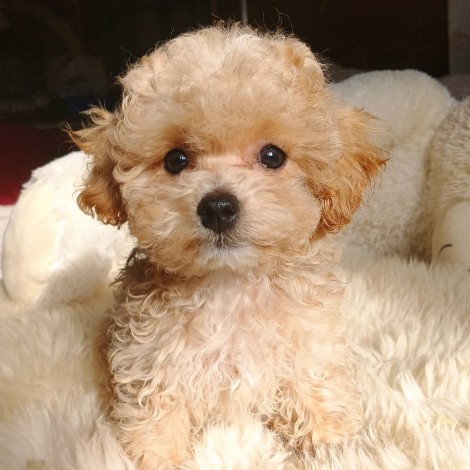  мальтипу мальчик, Савиньон