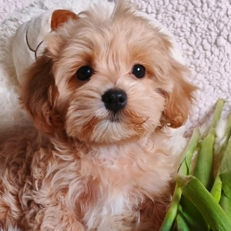 мальтипу мальчик, Сникерс