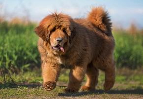 Выпускники