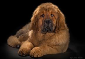 Щенки питомника