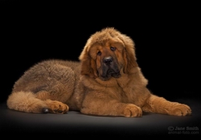 Щенки питомника