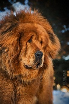 Питомник тибетских мастифов