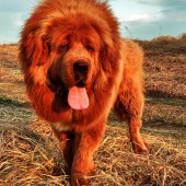 Наследие Тибета Дорима