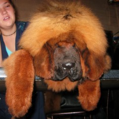 девочка экстремального китайского типа. 