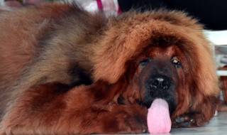 Наши щенки снимались в музыкальном клипе!