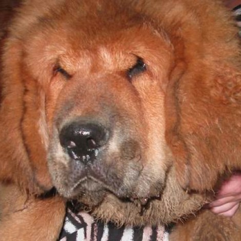 Алиментный щенок, Великий Маг. 