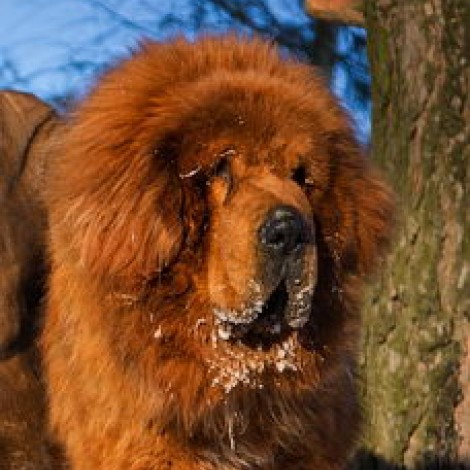 Daco Tianbao of Jing Xi Kennel (Бао)