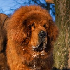 Daco Tianbao of Jing Xi Kennel (Бао)