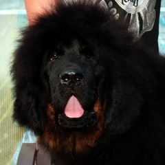 кобель экстремального китайского типа