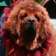 Алмон Тибет Дантэ (Цветочек)