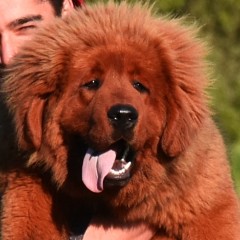 Еванжелина