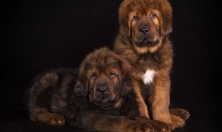 Все щенки от Малышки и Бао нашли любящих родителей!