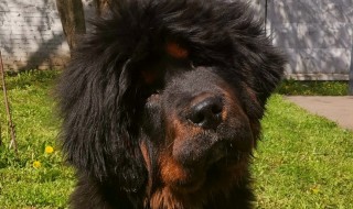 Один щенок еще свободен!