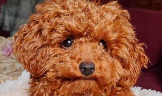 Пудели в питомнике тибетов !