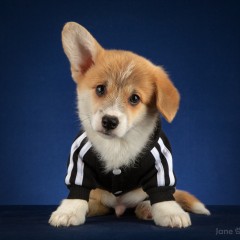 Вельш корги пемброк Сэр Юджин