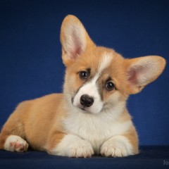 Вельш корги пемброк Сэр Юстас