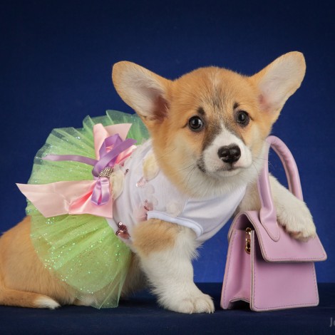 Вельш корги пемброк Рыжуля