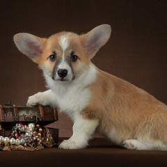 Вельш корги пемброк девочка, Юнона