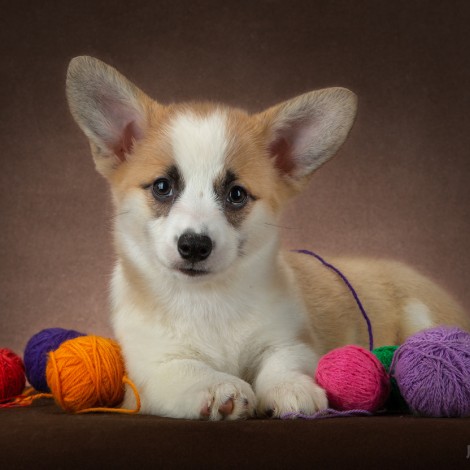 Вельш корги пемброк Панда