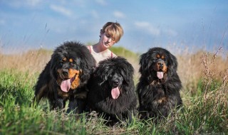 Новая фотосессия наших собак!