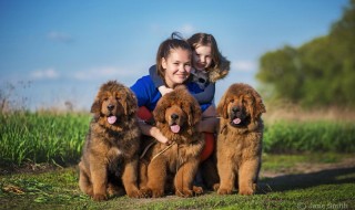 Все щенки от китайской пары Бао/Мэй нашли любящих хозяев! 