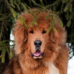  Варвара Краса.